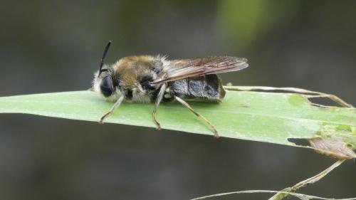 Stratiomys longicornis